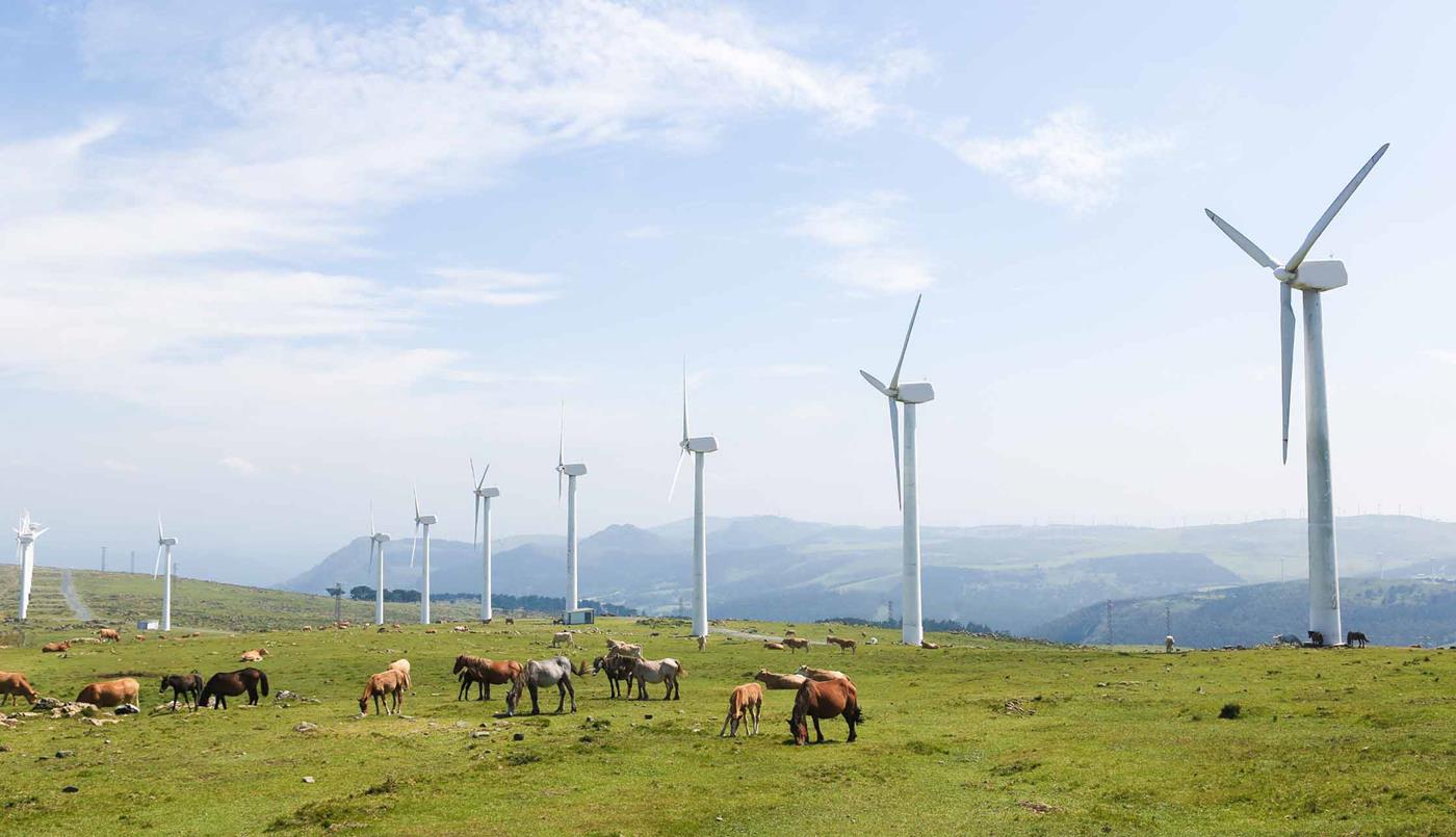 animals grazing at wind farm