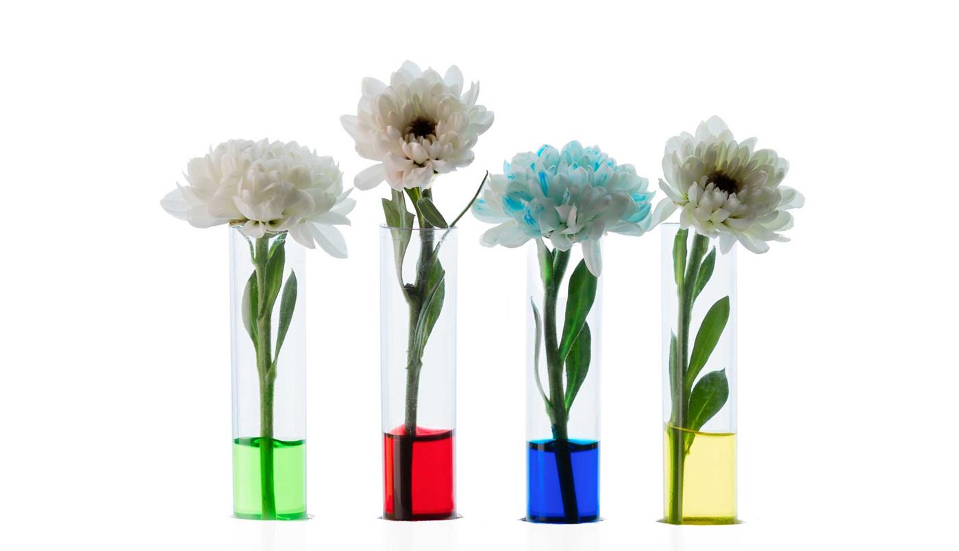 flowers in test tube
