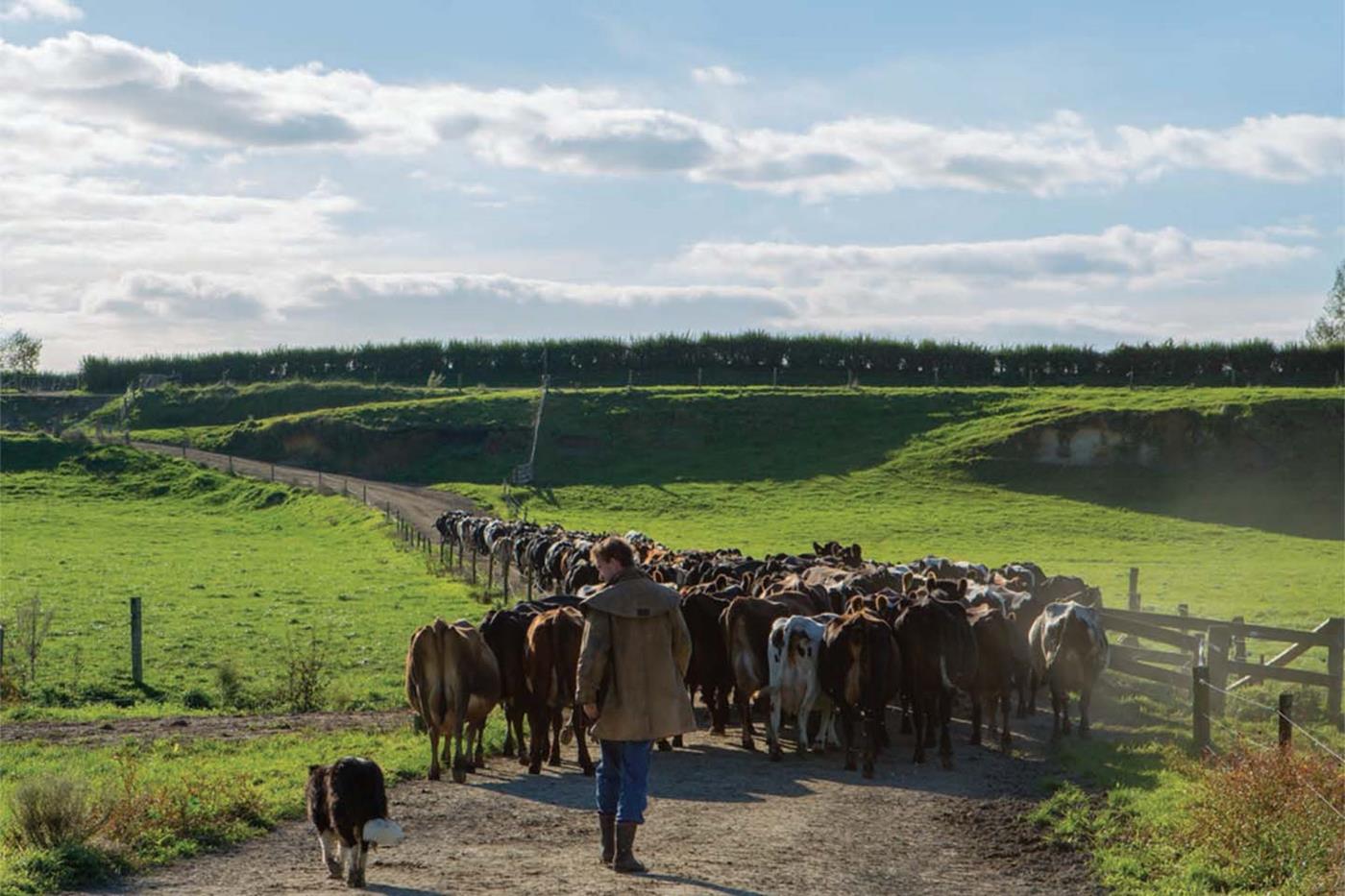 dairy farmer herding cattle