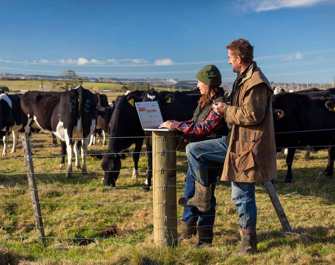 Two farmers using laptop looking at cows