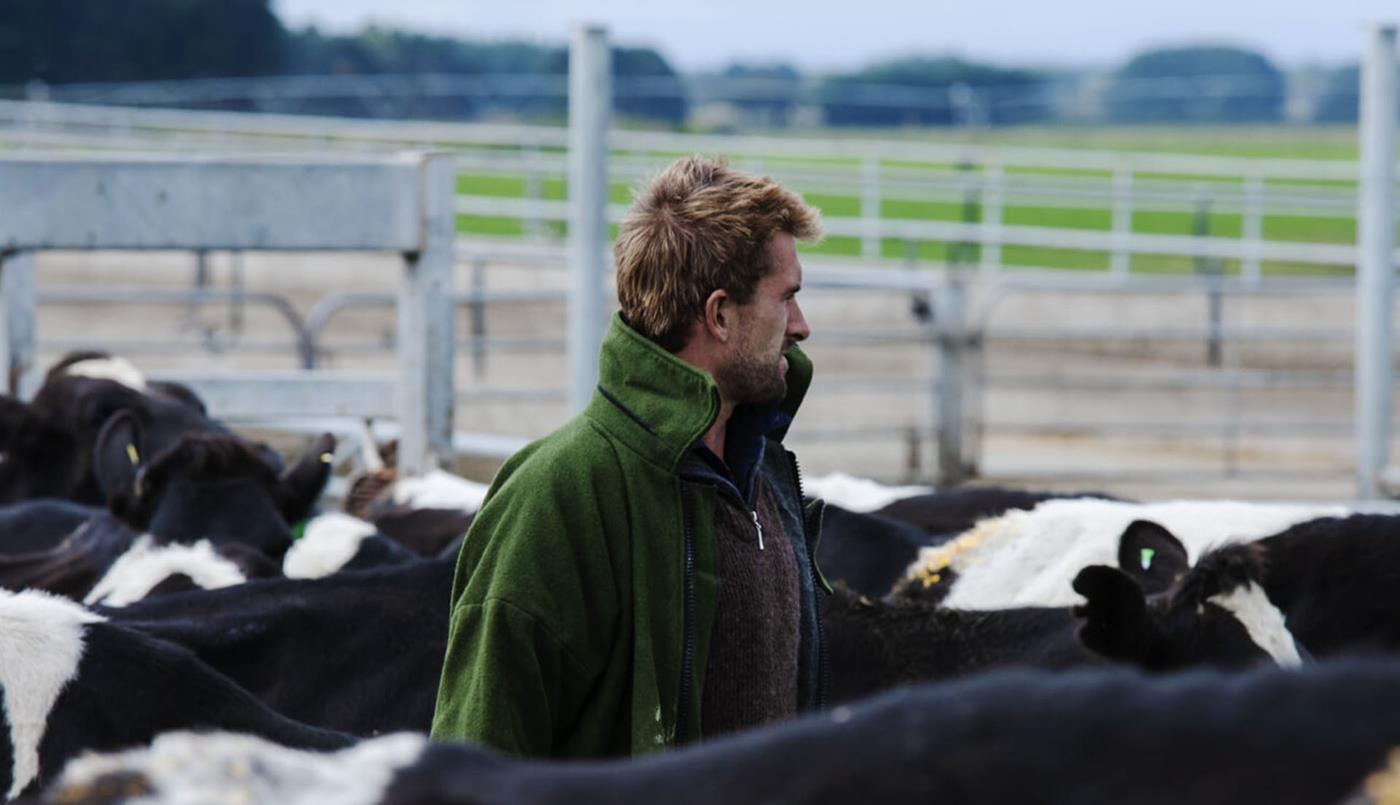 dairy farmer with cattle